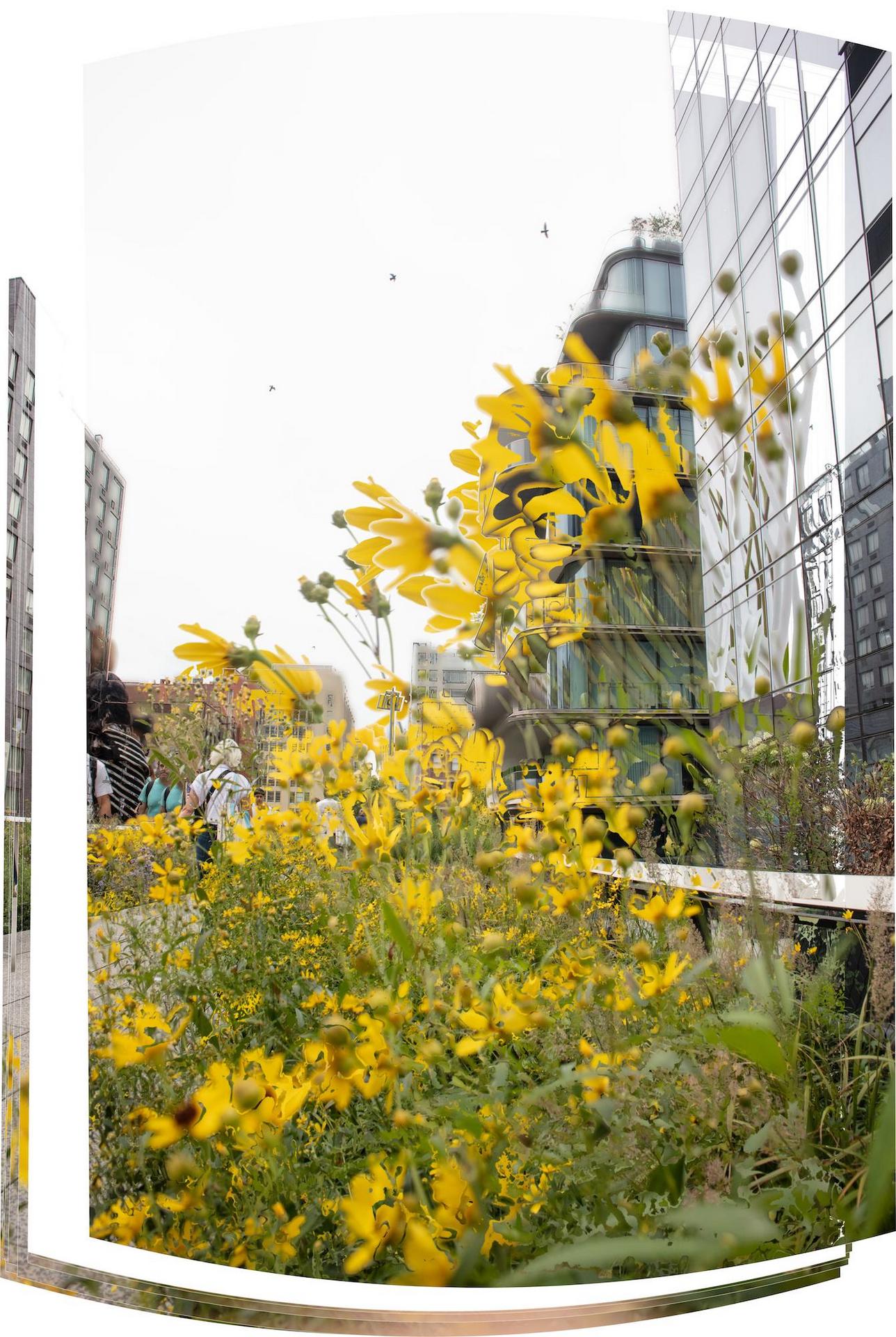 Flowers and Hadid